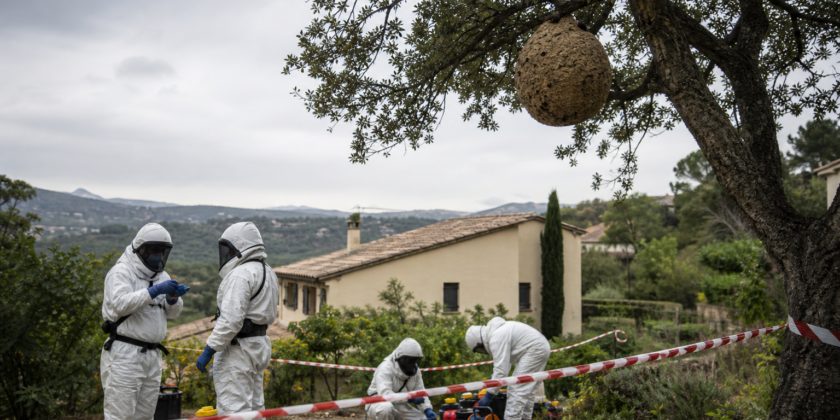 Eliminació segura d'un niu de vespa asiàtica per professionals